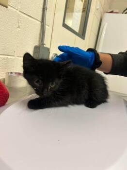 Toothbrush -  Domestic Short Hair Cat for Adoption in Fruit Heights, Utah - Toothbrush | PetCurious