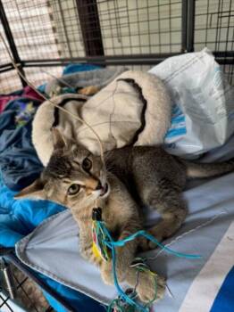 SLICK -  Domestic Short Hair Cat for Adoption in Woodland, California - SLICK | PetCurious