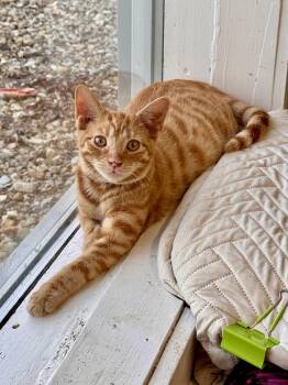 Colby -  Tabby Cat for Adoption in Scottsburg, Indiana - Colby | PetCurious