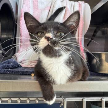 Bagheera -  Domestic Short Hair Cat for Adoption in Bristol, Indiana - Bagheera | PetCurious