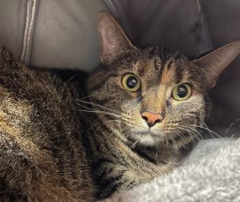 BeBe -  Domestic Short Hair Cat for Adoption in Cambridge, Maryland - BeBe | PetCurious