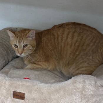 Domestic Medium Hair Cats Available for Adoption in Spokane, Washington - Quake | PetCurious