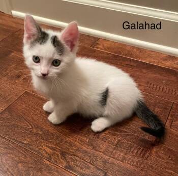 Domestic Short Hair Cats Available for Adoption - Galahad | PetCurious