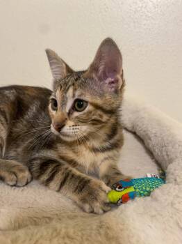 Adora -  Domestic Short Hair Cat for Adoption in San Antonio, Texas - Adora | PetCurious