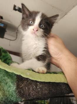 Domestic Short Hair Cats Available for Adoption in Lakewood, California - Tulio | PetCurious