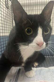 Domestic Short Hair Cats Available for Adoption - BROWNIE | PetCurious