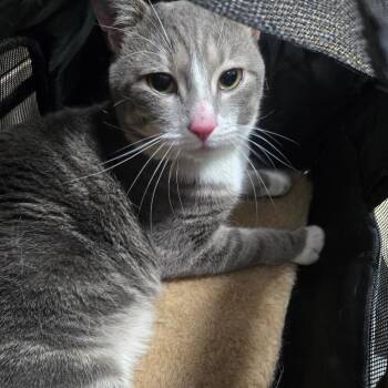 Pepper -  Domestic Short Hair Cat for Adoption in Newark, New Jersey - Pepper | PetCurious