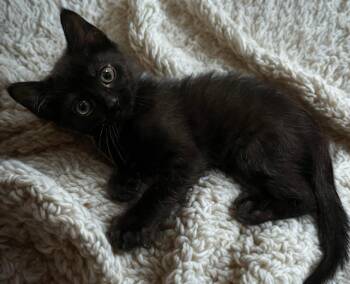 Daytona -  Domestic Short Hair Cat for Adoption in Mckenzie, Tennessee - Daytona | PetCurious