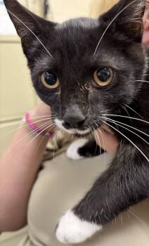 Cayenne -  Domestic Short Hair Cat for Adoption in Elberon, Virginia - Cayenne | PetCurious