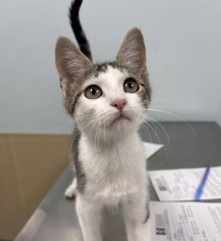 Peggy -  Domestic Short Hair Cat for Adoption in Sioux City, Iowa - Peggy | PetCurious