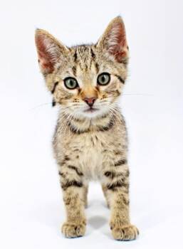 Garnet -  Domestic Short Hair Cat Available for Adoption in Morton Grove, Illinois - Garnet | PetCurious