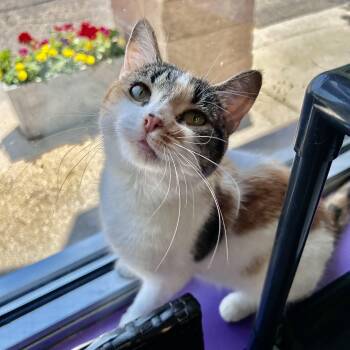 Vanessa -  Calico Cat for Adoption in Grand Rapids, Michigan - Vanessa | PetCurious