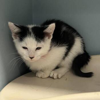 Domestic Short Hair Cats Available for Adoption - Monica | PetCurious