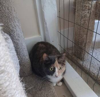 Kiran -  Dilute Calico Cat for Adoption in Walworth, Wisconsin - Kiran | PetCurious