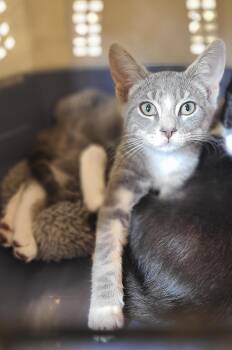 Paco -  Domestic Short Hair Cat for Adoption in Hudson, New York - Paco | PetCurious