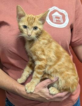 Pumpkin -  Domestic Short Hair Cat for Adoption in Parsons, Kansas - Pumpkin | PetCurious