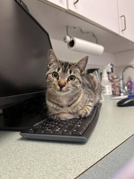 Rescue Domestic Short Hair Cats for Adoption in Darien, Connecticut - Sparrow | PetCurious