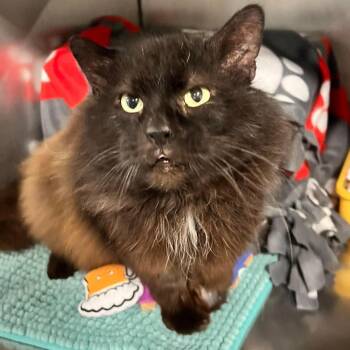 Domestic Long Hair Cats Available for Adoption in Edwardsville, Illinois - Squishmallow | PetCurious