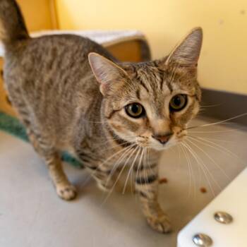 Tennessee -  Domestic Short Hair Cat for Adoption in Baltimore, Maryland - Tennessee | PetCurious