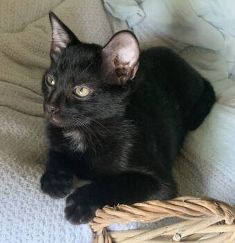 Rescue Domestic Short Hair Cats for Adoption in Greenville, Illinois - Spooktacular | PetCurious