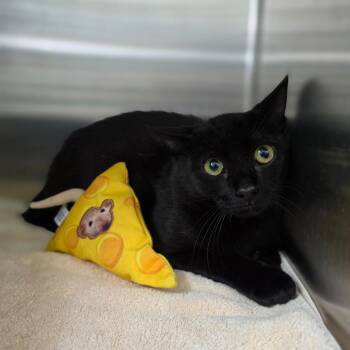 Swordfish -  Domestic Short Hair Cat for Adoption in Greensboro, North Carolina - Swordfish | PetCurious