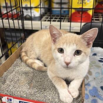 Coffee Bean -  Domestic Long Hair Cat for Adoption in Harrisonburg, Virginia - Coffee Bean | PetCurious