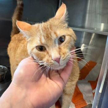Tangerine -  American Shorthair Cat for Adoption in West Des Moines, Iowa - Tangerine | PetCurious