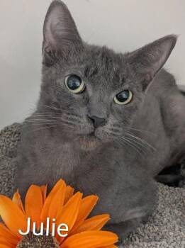 Julie -  Domestic Short Hair Cat for Adoption in Flint, Michigan - Julie | PetCurious