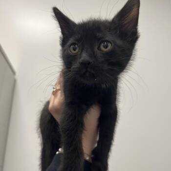 Ozzy -  Domestic Short Hair Cat for Adoption in Bentonville, Arkansas - Ozzy | PetCurious