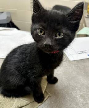 Kalani -  Domestic Short Hair Cat for Adoption in Westland, Michigan - Kalani | PetCurious