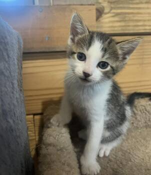 George -  Domestic Short Hair Cat for Adoption in St. Cloud, Minnesota - George | PetCurious