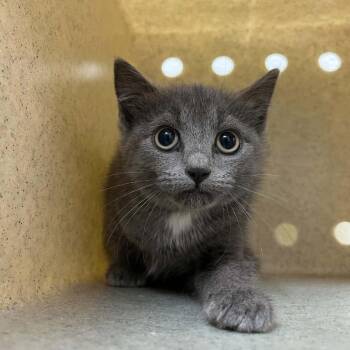 SVAS-Stray-38770 -  Domestic Short Hair Cat for Adoption in Lyndhurst, Virginia - SVAS-Stray-38770 | PetCurious