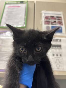 LUCAS -  Domestic Medium Hair Cat for Adoption in Las Vegas, Nevada - LUCAS | PetCurious