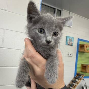 Moses -  Domestic Short Hair Cat for Adoption in Montgomery, Alabama - Moses | PetCurious
