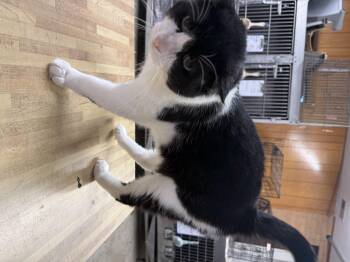 Biggie -  Domestic Short Hair Cat for Adoption in Fort Madison, Iowa - Biggie | PetCurious