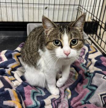 Domestic Short Hair Cats Available for Adoption in Marion, Ohio - Barbra-Q Sauce | PetCurious