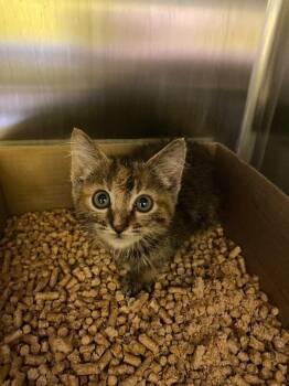Heather -  Domestic Short Hair Cat for Adoption in Jackson, Tennessee - Heather | PetCurious