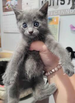 Rescue Domestic Short Hair Cats for Adoption in Republic, Missouri - Hades | PetCurious