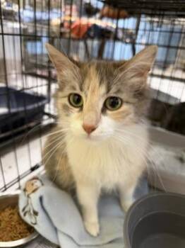 Domestic Long Hair and Domestic Short Hair Cats Available for Adoption in Beatrice, Nebraska - Latte | PetCurious