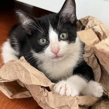 Rescue Domestic Short Hair Cats for Adoption in Los Angeles, California - Milton | PetCurious