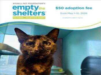 Domestic Short Hair Cats Available for Adoption in Santa Cruz, California - TORTELLINI* | PetCurious