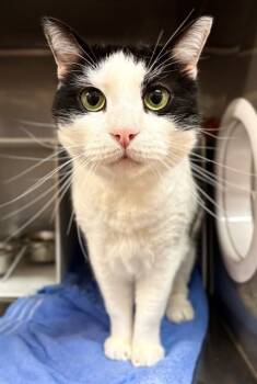 Rescue Domestic Short Hair Cats for Adoption in York, South Carolina - OLIVER | PetCurious