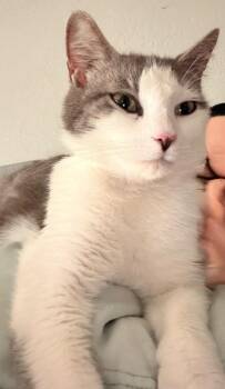 Tabby Cats Available for Adoption in San Antonio, Texas - Lovey | PetCurious