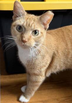 Domestic Short Hair Cats Available for Adoption - Charlotte | PetCurious