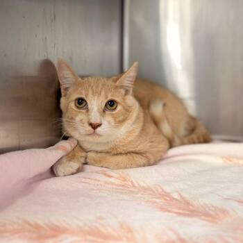 Bandit -  Domestic Short Hair Cat for Adoption in Spokane, Washington - Bandit | PetCurious