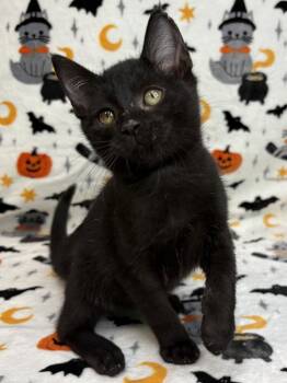 261454  Treat -  Domestic Short Hair Cat for Adoption in Wetumpka, Alabama - 261454  Treat | PetCurious