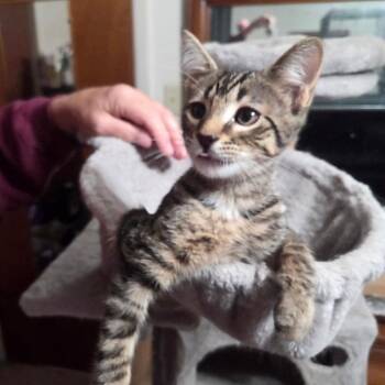 Belioz -  Domestic Short Hair Cat for Adoption in Philadelphia, Pennsylvania - Belioz | PetCurious