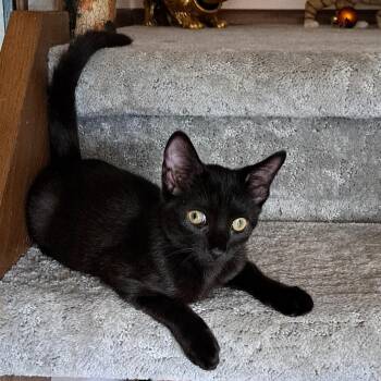 Drago -  Domestic Short Hair Cat for Adoption in New Berlin, Wisconsin - Drago | PetCurious