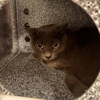 Camden -  Domestic Short Hair Cat for Adoption in Salt Lake City, Utah - Camden | PetCurious