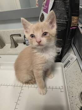 Koa -  Domestic Medium Hair Cat for Adoption in Chicago, Illinois - Koa | PetCurious